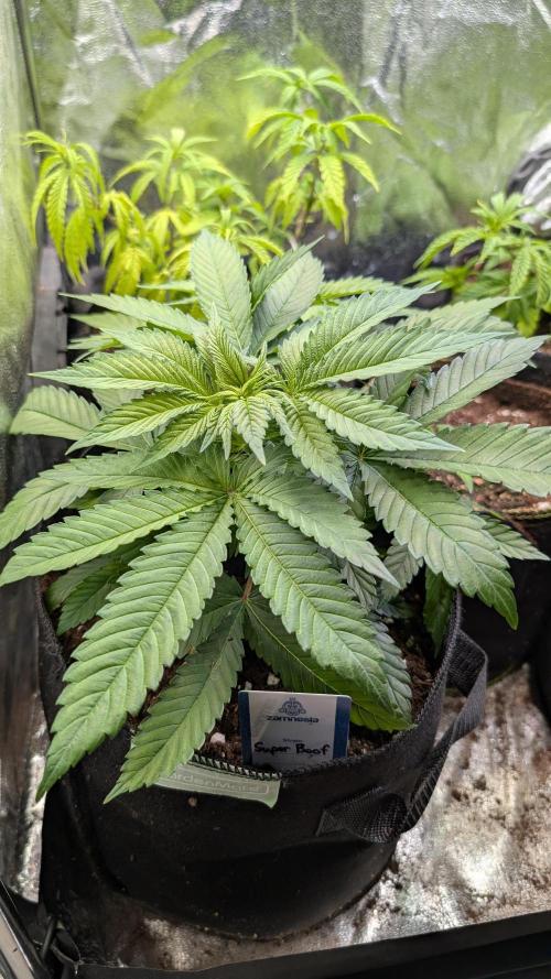 Super Boof Weed Seed Shop. Week 8 - Day 53