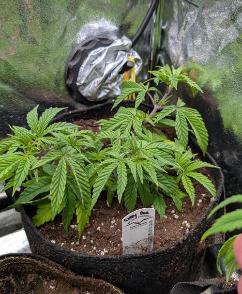 The Gassy One Super Sativa Seed Club. Week 8 - Day 53