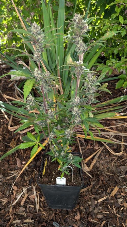Purple Lemonade Auto Fast Buds Outdoor. Week 9 - Day 63