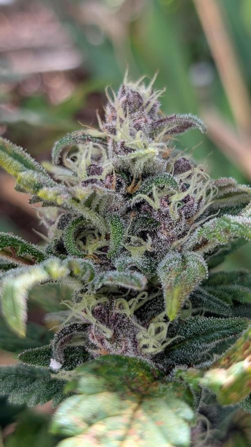 Purple Lemonade Auto Fast Buds Outdoor. Week 9 - Day 63