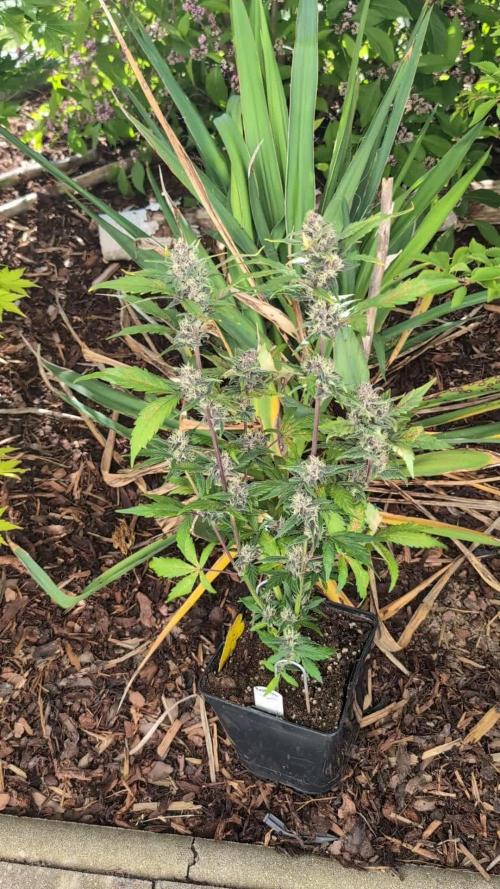 Purple Lemonade Auto Fast Buds Outdoor
