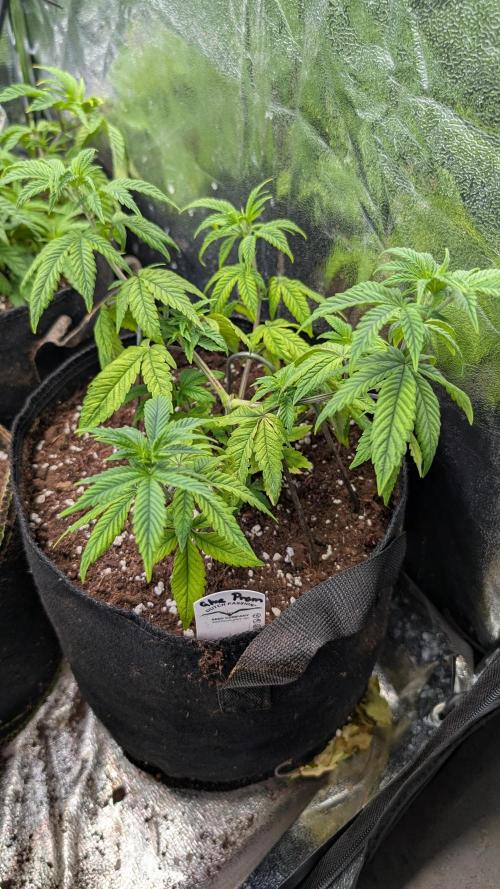 Glue Prom Walipini Seeds. Week 9 - Day 63
