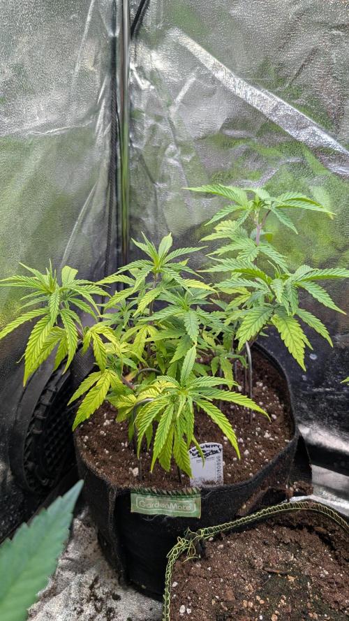Strawberry Cola Sherbet F1 Sweet Seeds. Week 8 - Day 56