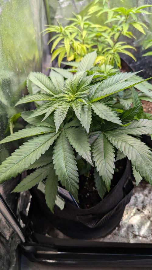 Super Boof Weed Seed Shop. Week 8 - Day 56