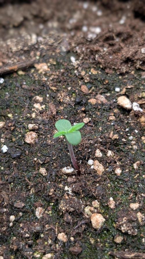 Toffee Pudding Auto Anesia Seeds. Week 1 - Day 1
