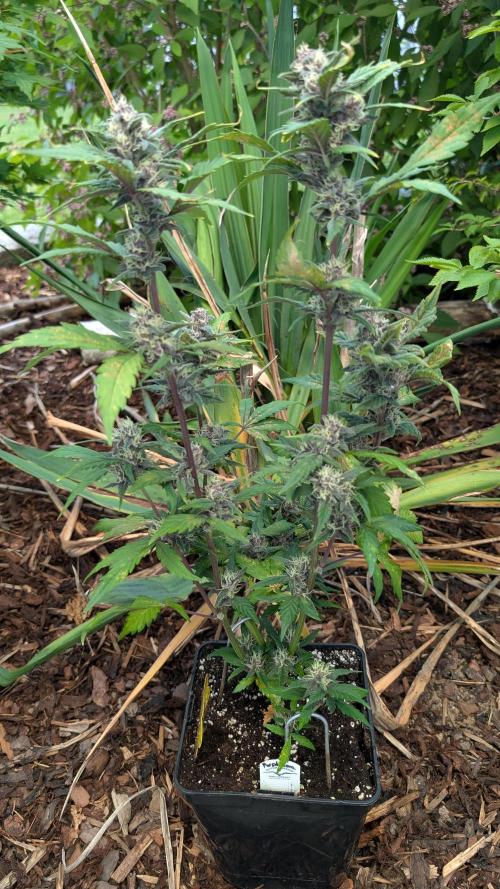Purple Lemonade Auto Fast Buds Outdoor. Week 10 - Day 64