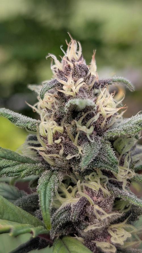 Purple Lemonade Auto Fast Buds Outdoor. Week 10 - Day 64