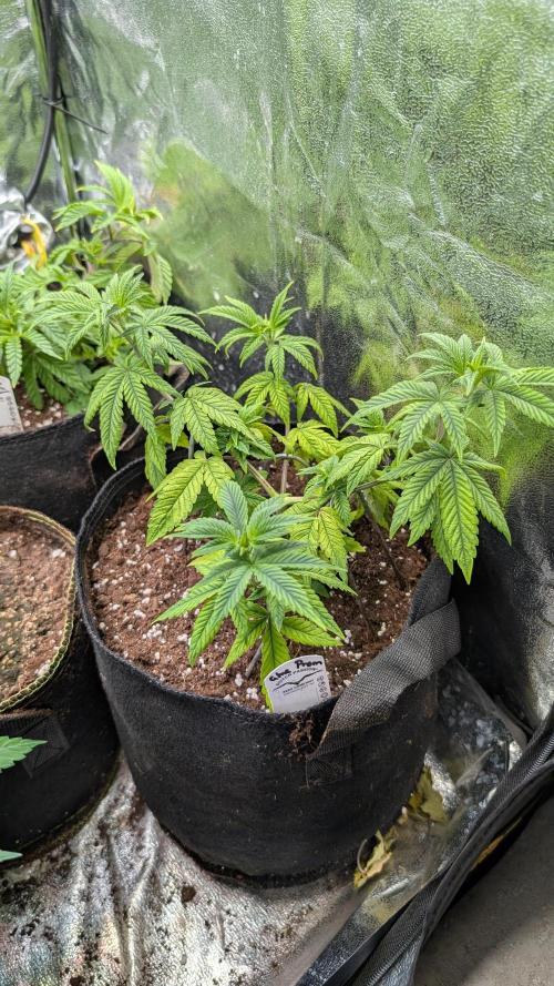 Glue Prom Walipini Seeds. Week 10 - Day 64
