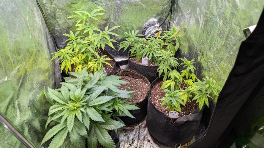 Strawberry Cola Sherbet F1 Sweet Seeds. Week 9 - Day 57