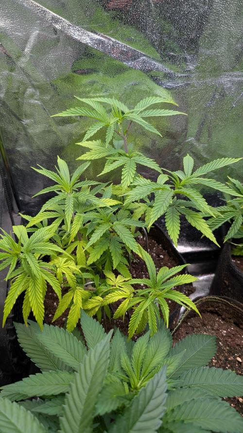 Strawberry Cola Sherbet F1 Sweet Seeds. Week 9 - Day 57