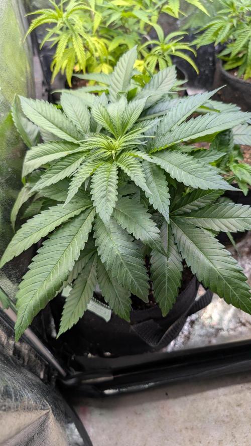 Super Boof Weed Seed Shop. Week 9 - Day 57
