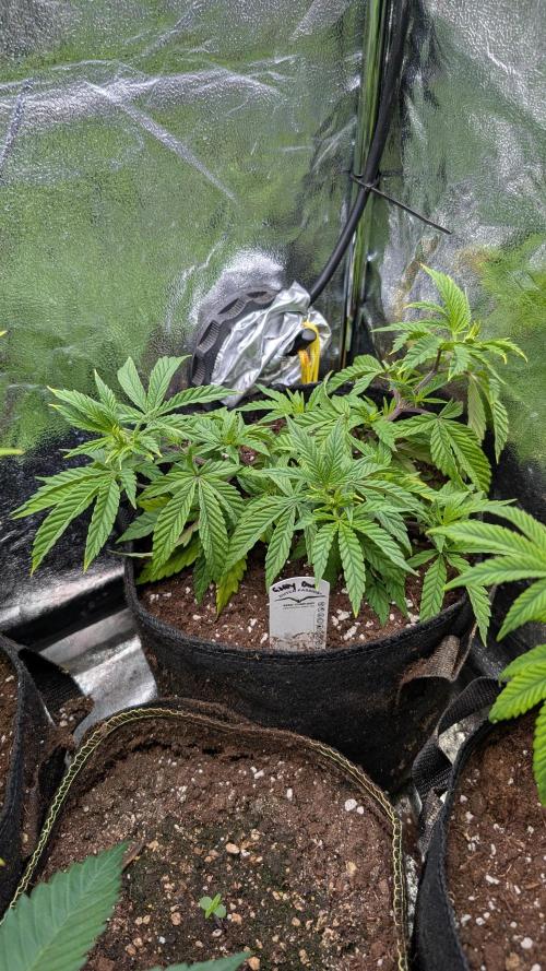 The Gassy One Super Sativa Seed Club. Week 9 - Day 57