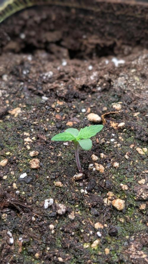 Toffee Pudding Auto Anesia Seeds. Week 1 - Day 3