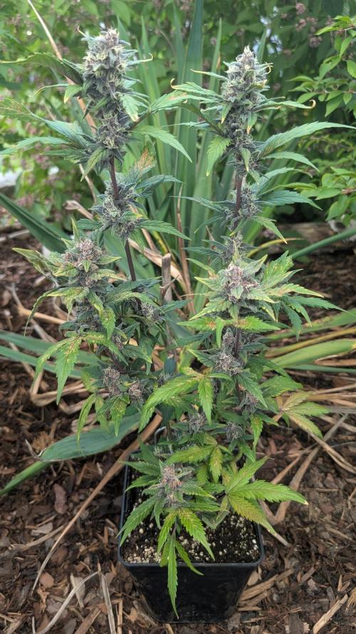 Purple Lemonade Auto Fast Buds Outdoor. Week 10 - Day 66