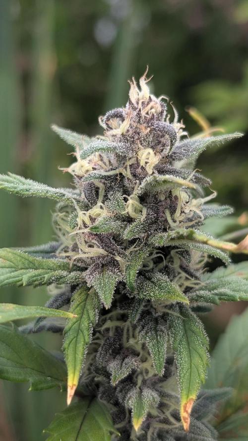 Fast Buds - Purple Lemonade Auto by Suemchen
