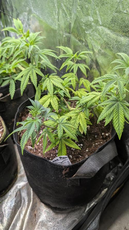 Glue Prom Walipini Seeds. Week 10 - Day 66