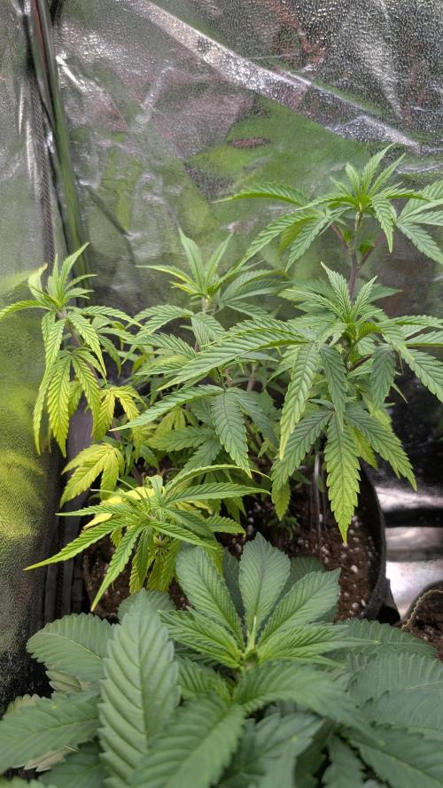 Strawberry Cola Sherbet F1 Sweet Seeds. Week 9 - Day 59