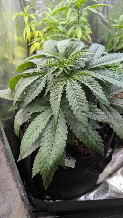 Super Boof Weed Seed Shop. Week 9 - Day 59