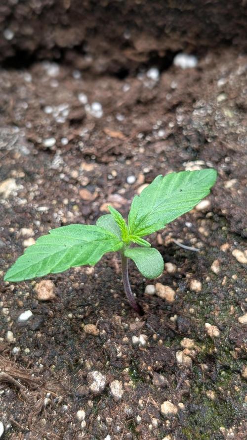 Toffee Pudding Auto Anesia Seeds. Week 1 - Day 6