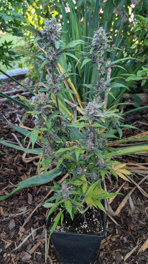 Purple Lemonade Auto Fast Buds Outdoor. Week 10 - Day 69