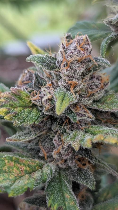 Purple Lemonade Auto Fast Buds Outdoor. Week 10 - Day 69