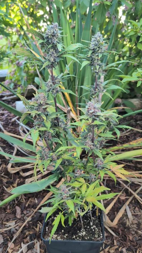 Purple Lemonade Auto Fast Buds Outdoor