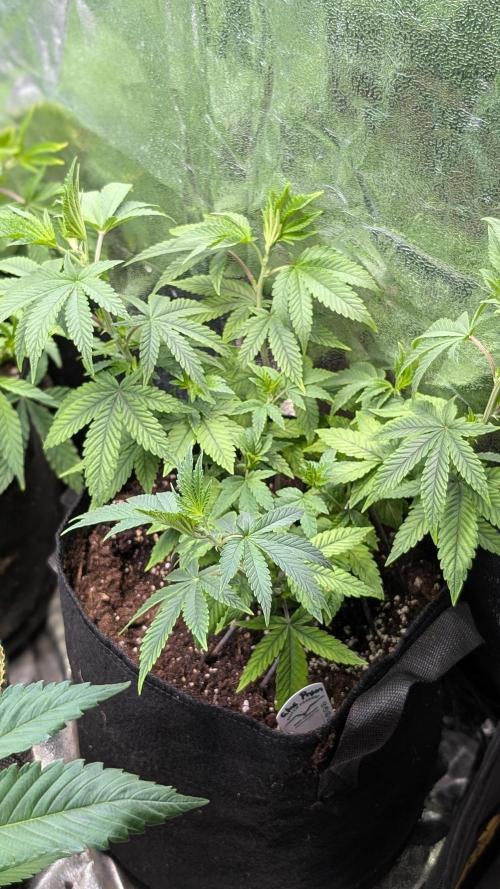 Glue Prom Walipini Seeds. Week 10 - Day 69