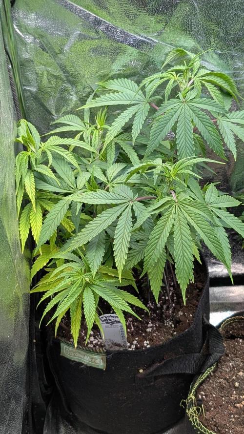 Strawberry Cola Sherbet F1 Sweet Seeds. Week 9 - Day 62