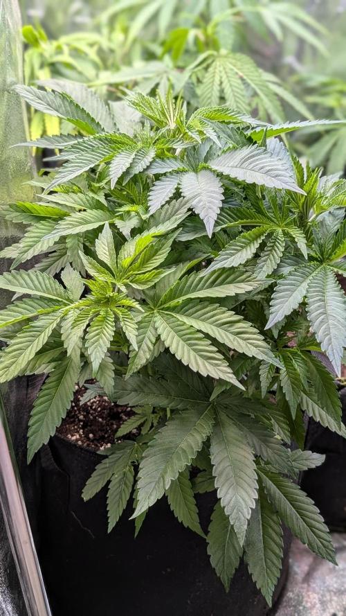Super Boof Weed Seed Shop. Week 9 - Day 62