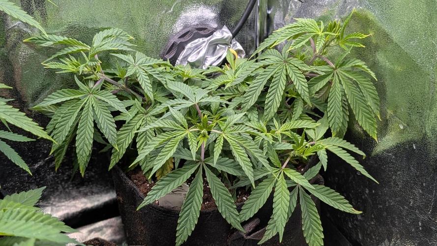 The Gassy One Super Sativa Seed Club. Week 9 - Day 62