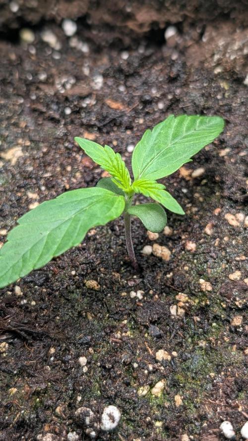 Toffee Pudding Auto Anesia Seeds. Week 1 - Day 7