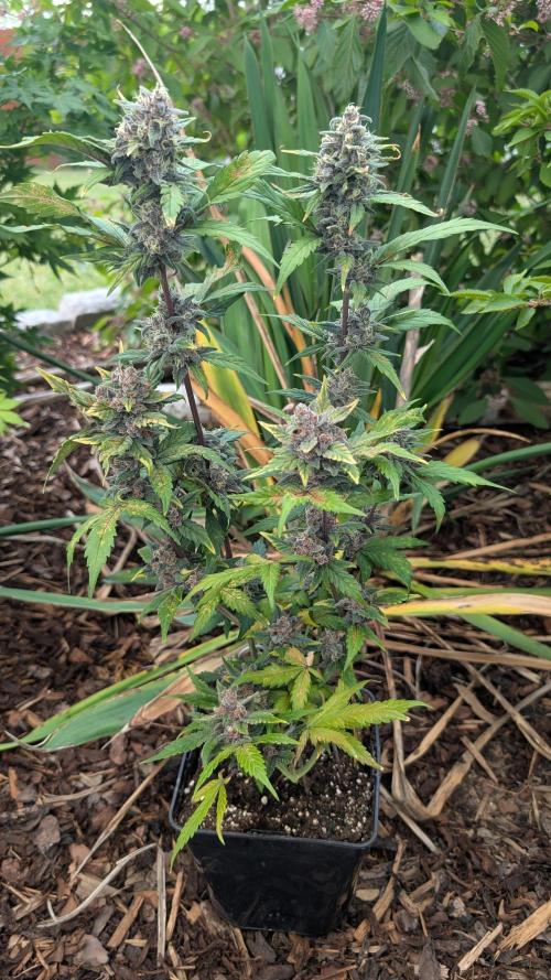 Purple Lemonade Auto Fast Buds Outdoor. Week 11 - Day 71