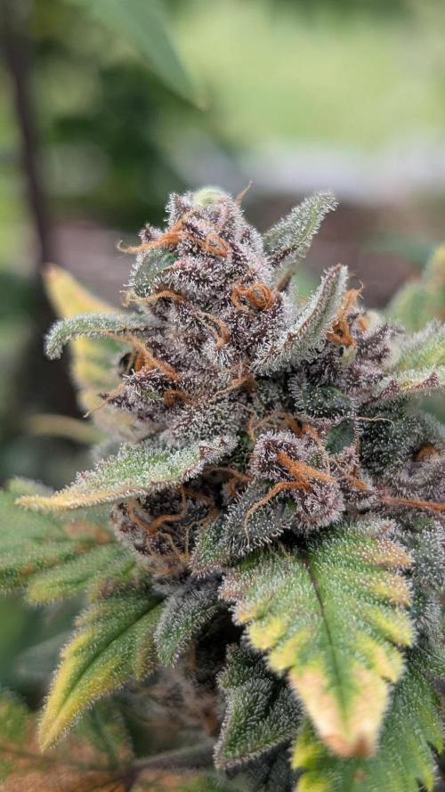 Purple Lemonade Auto Fast Buds Outdoor. Week 11 - Day 71
