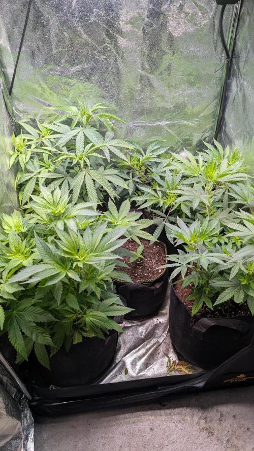 Glue Prom Walipini Seeds. Week 11 - Day 71