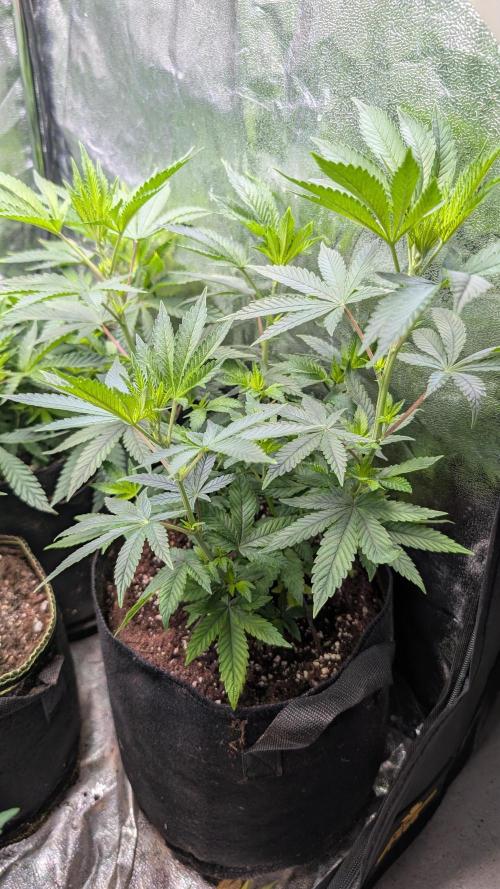 Glue Prom Walipini Seeds. Week 11 - Day 71