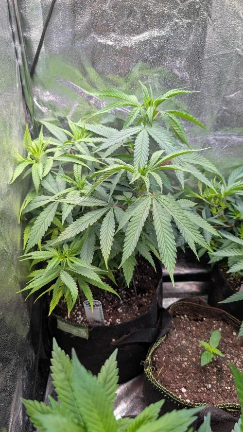 Strawberry Cola Sherbet F1 Sweet Seeds. Week 10 - Day 64