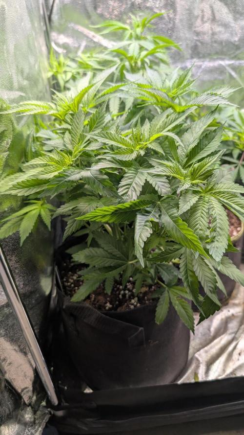 Super Boof Weed Seed Shop. Week 10 - Day 64