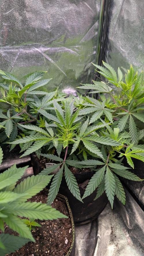 The Gassy One Super Sativa Seed Club. Week 10 - Day 64