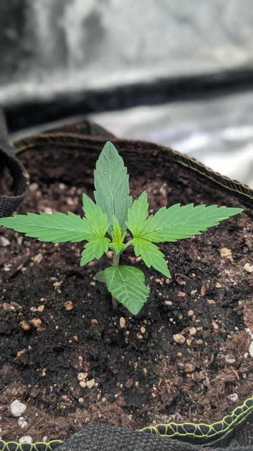 Toffee Pudding Auto. Week 2
