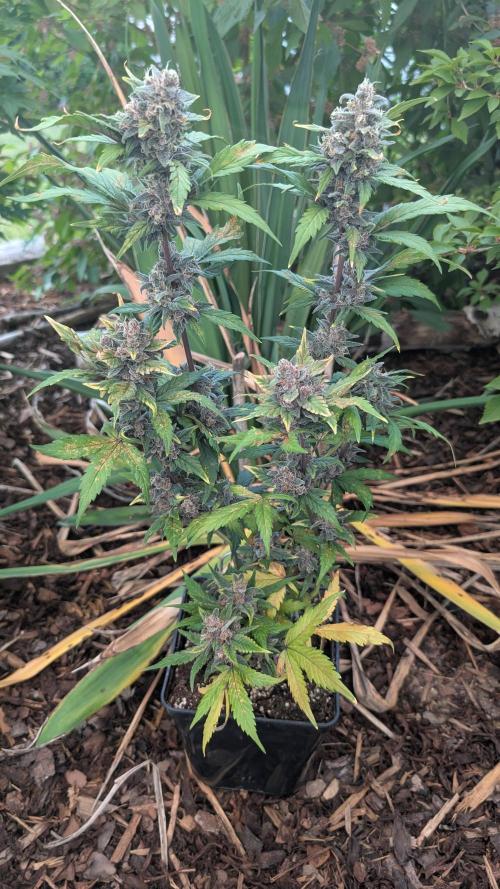 Purple Lemonade Auto Fast Buds Outdoor. Week 11 - Day 74