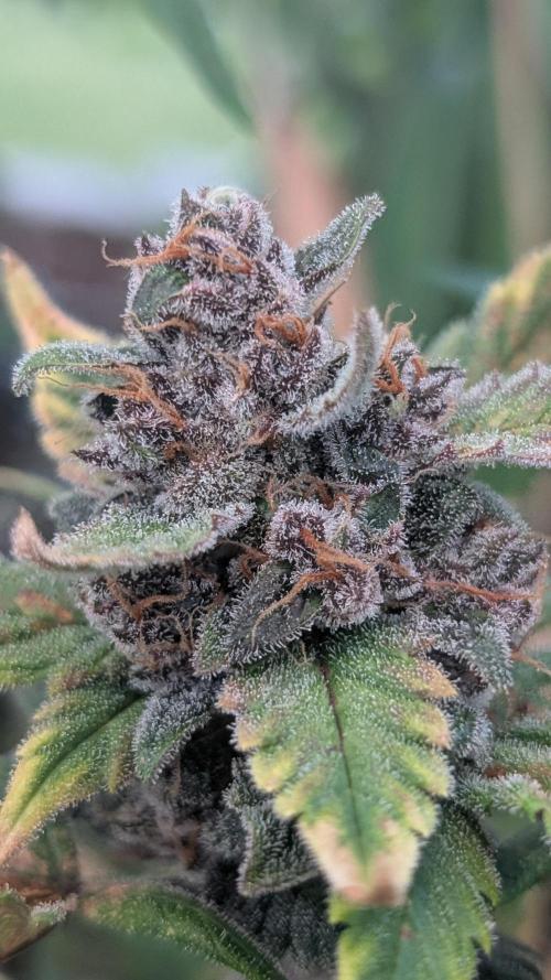 Purple Lemonade Auto. Week 11
