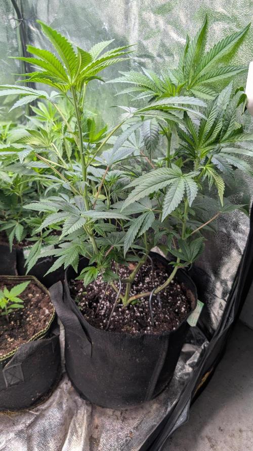Glue Prom Walipini Seeds. Week 11 - Day 74