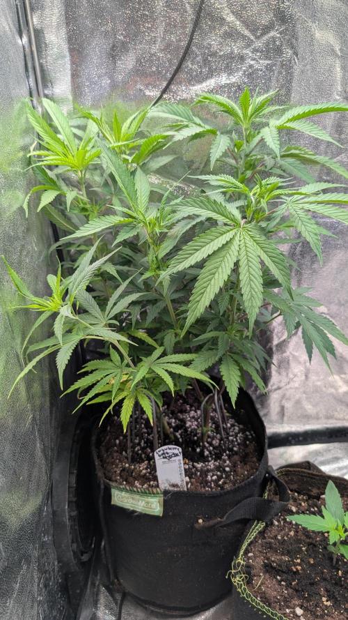 Strawberry Cola Sherbet F1 Sweet Seeds. Week 10 - Day 67