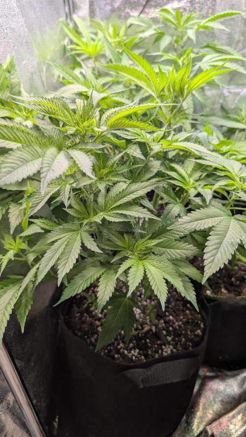 Super Boof Weed Seed Shop. Week 10 - Day 67