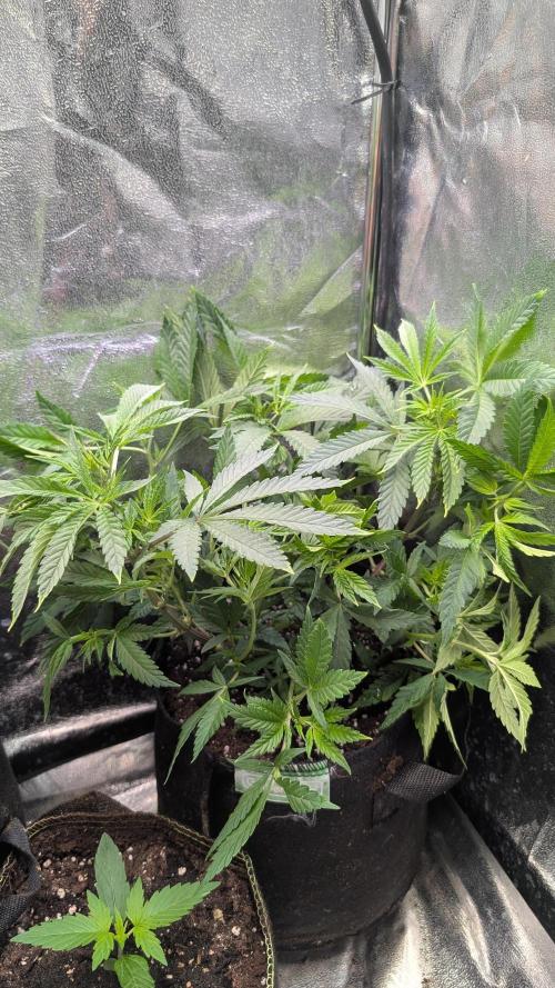 The Gassy One Super Sativa Seed Club. Week 10 - Day 67