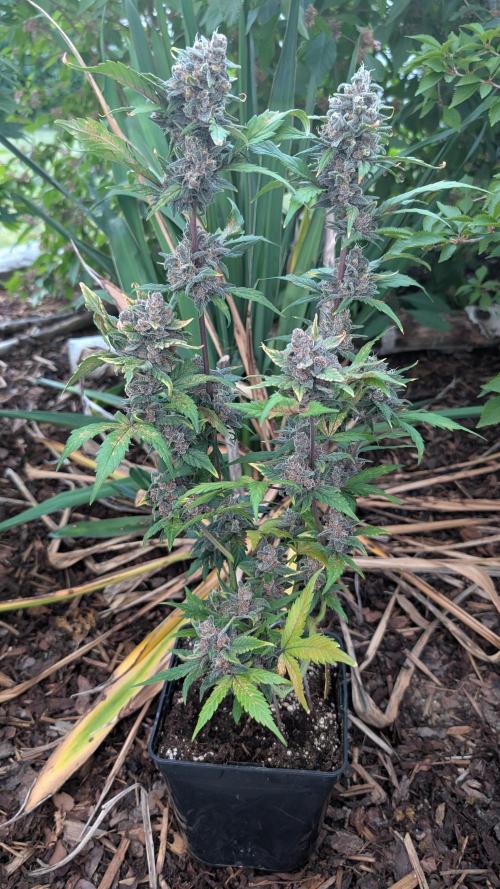 Purple Lemonade Auto Fast Buds Outdoor. Week 11 - Day 76