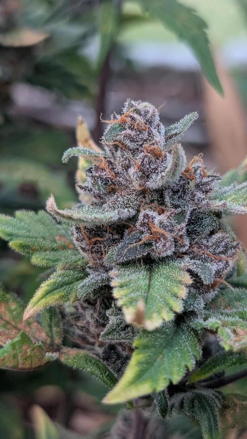 Purple Lemonade Auto Fast Buds Outdoor. Week 11 - Day 76