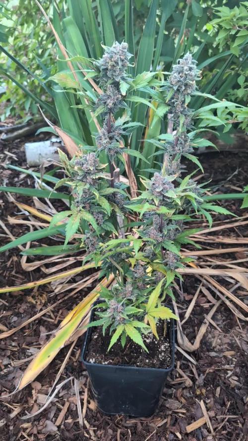 Purple Lemonade Auto Fast Buds Outdoor
