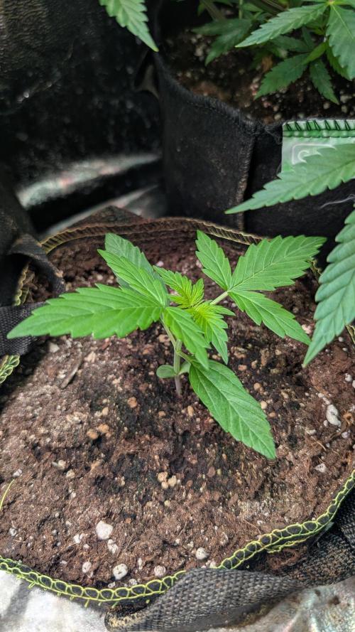 Toffee Pudding Auto Anesia Seeds. Week 2
