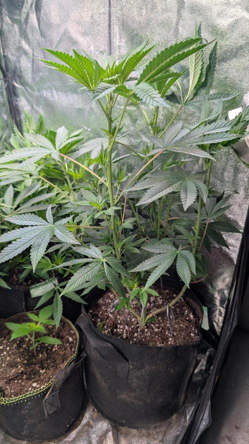 Glue Prom Walipini Seeds. Week 11 - Day 76